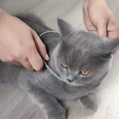 Cat being fitted with a Fur Sweep Collar