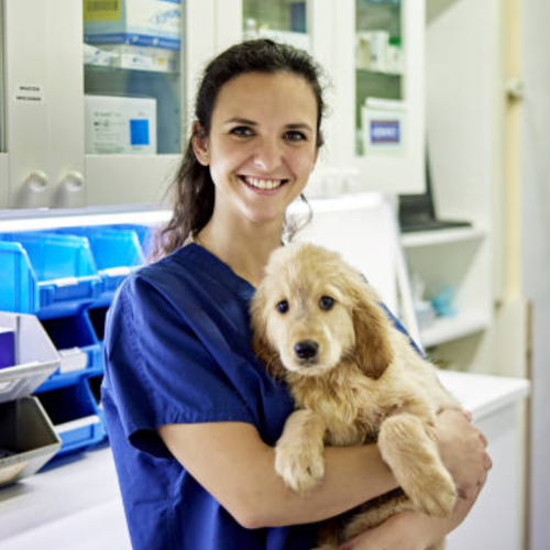 Image of a vet holding a puppy